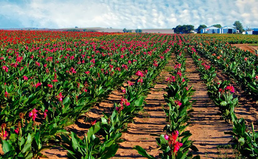 Za uspeh pri gojenju rastlin sreča ni potrebna