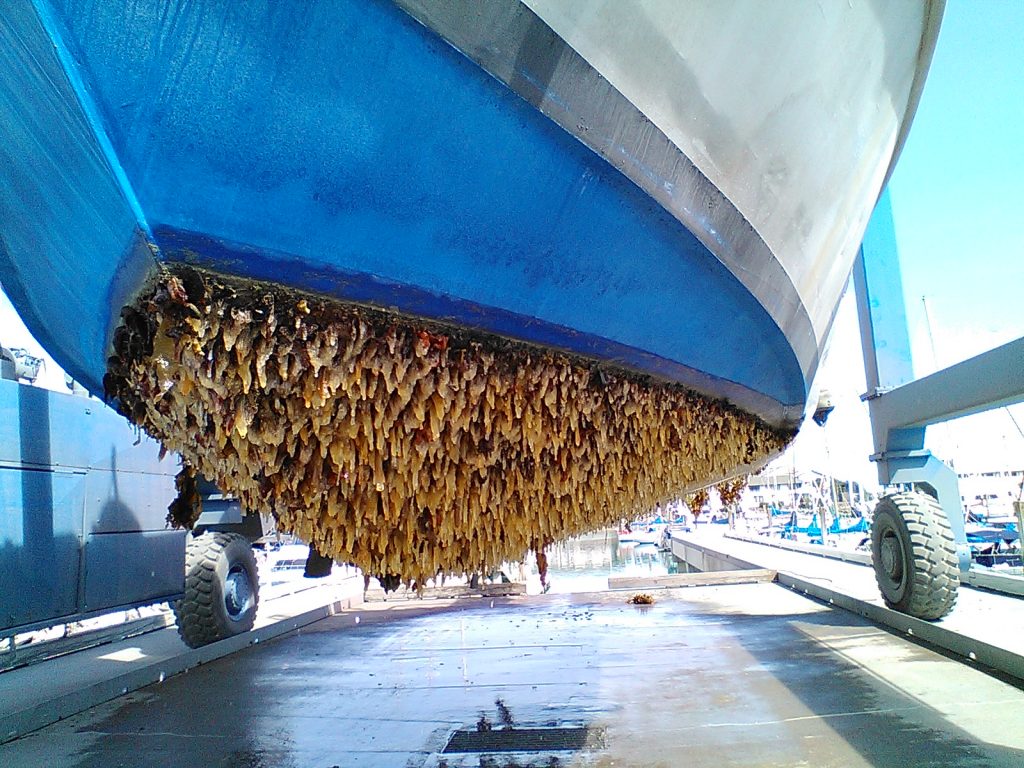 Ultrasonic antifouling system